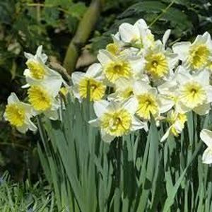 NARCISSE ICE FOLLIES 50
